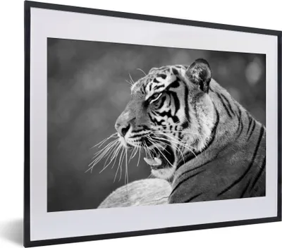 Produktbild von MuchoWow® MuchoWow® Gerahmtes Poster Tiger - Wild - Schwarz - Weiß 40x30 cm - Poster mit zchwarzem Bilderrahmen - Bilderrahmen - Poster im Rahmen