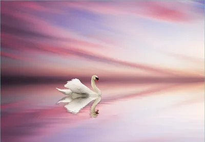Produktbild von Wallario Fototapete Vliestapete, seidenmatte Oberfläche, einfache Verarbeitung, Größe 300 x 210 cm, Motiv Weißer Schwan im rosafarbenen See