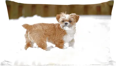 Produktbild von MuchoWow® Zierkissen Sofakissen Wohnzimmer Dekokissen 50x30 cm Shih Tzu Hund spielt im Schnee - Wohnzimmerdekoration - Polster mit Photo