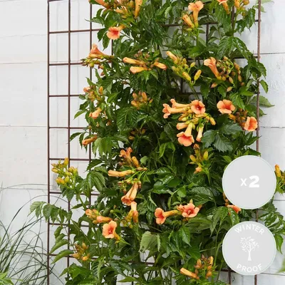 Image de Bloomique - Lot de 2 - Campsis radicans 'Galen' - Bignone orange - Plantes grimpantes - Plantes de jardin - Rustiques - Hauteur 50-70 cm - Pot 15 cm