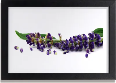 Produktbild von Bild 30x20 MDF-Rahmen Wandkunst Lavendel Stillleben