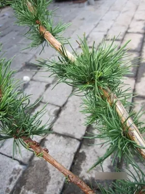 Produktbild von Larix decidua Krejci - Zwerglärche Krejci - 60-80