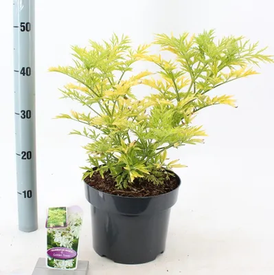 Produktbild von Sambucus nigra Golden Tower ('Jdeboer001'PBR) - Holunder | 40-45 cm im Topf
