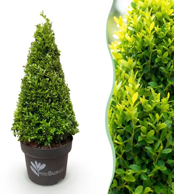 Immagine prodotto di Buxus Pyramide - BetterBuxus Skylight - Resistente alla muffa del bosso - 60-70cm - Ø23cm - Pianta da giardino