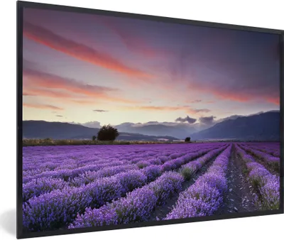 Produktbild von MuchoWow® Gerahmtes Poster Sonnenuntergang über Lavendel 90x60 cm - Poster mit Schwarzem Bilderrahmen Wandposter Rahmen Foto Bilder - Fotorahmen - Foto-Plakat