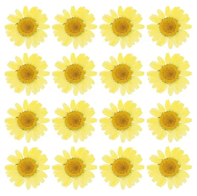48 getrocknete Gänseblümchen, gepresst, Zitronengelb, 2,5–3,5 cm