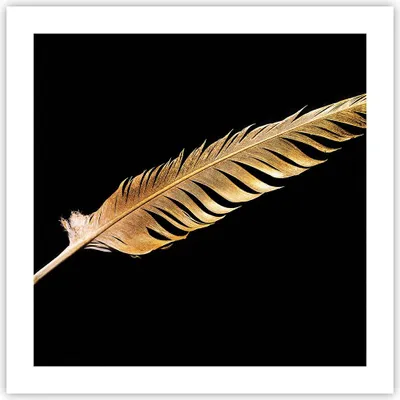 Produktbild von Poster - Poster ohne Rahmen - Golden Feder Schwarz - 50x50 cm - Wand Bild - Wanddeko - Wandbilder - Kunstposter - Wandposter - Bilder - Kunstdruck - Wanddekoration - Wandbild - P2XAC50x50-4887