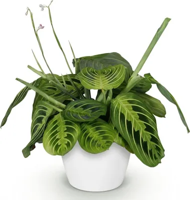 Immagine prodotto di Maranta Fascinator Lemon Lime, pianta da appartamento con vaso bianco Ø12cm