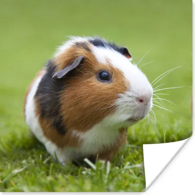 Produktbild von MuchoWow® Poster Zwei Meerschweinchen 50x50 cm - Wohnzimmerdekoration