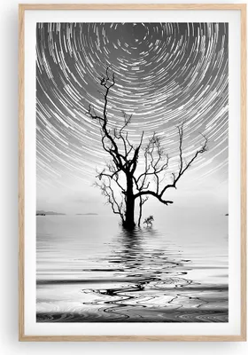 Produktbild von Gerahmtes Poster - Rahmen in heller Eiche - Schwarzweiß Baum See - 61x91,5 cm - Wand Bild - Wanddeko - Wandbilder - Wandposter - Bilderrahmen - Bilder - Kunstdruck - Wandbild - P2NPA61x91-4253