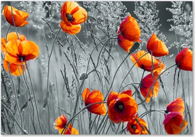 Produktbild von Tulup® Glas-Bild - 100 x 70 - Wandbild aus Glas - Wandkunst - Wandbild hinter gehärtetem Sicherheitsglas - Blumen & Pflanzen - Feldmohnblumen - Orange