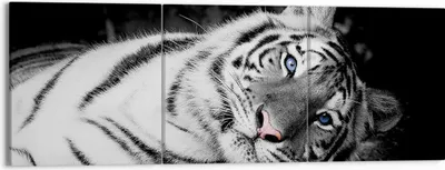 Produktbild von Bild auf Leinwand - Leinwandbild - 3 Teile - Weiß Tiger Schwarz und Weiß - 150x50cm - Wand Bild - Wanddeko - Wandbilder - Leinwanddruck - Bilder - Wanddekoration - Leinwand bilder - CA150x50-4247