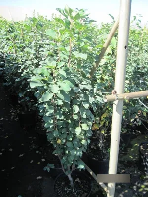 Produktbild von Amelanchier arborea Robin Hill - Felsenbirne Robin Hill - 80-100