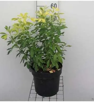 Productafbeelding van Choisya tern. 'Lich'® ('sundance'®/'brica') - Oranjebloem, hoogte 40-50 cm, pot