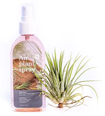 Obrázok produktu pre Gardnerova sada Tillandsia ionantha s hnojivom