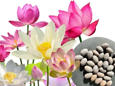 Immagine prodotto di 30 pz. Semi di fiori di loto Premium | Con E-Book di istruzioni - Miscela di semi di loto 3 colori, fiori di loto bonsai, loto da ciotola, pianta da stagno e d'acqua | WALWI