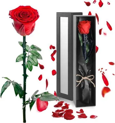 Produktbild von Echte rote Rose Geschenk für Frauen Valentinstag Geburtstag Jubiläum