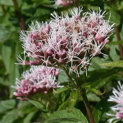 Produktbild von 6 x Gewöhnlicher Wasserdost - Eupatorium cannabinum  | Topf 9cm x 9cm