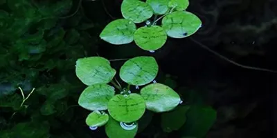 Productafbeelding van Waterplant - Drijvende plant - Aquarium decoratie - Weinig onderhoud - Onbekend - Groen