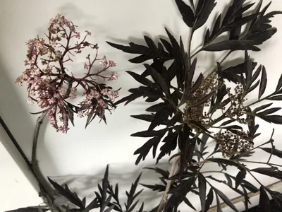 Produktbild von Sambucus nigra 'Black Lace'® ( 'eva') - Holunder 60- 80 cm - Container