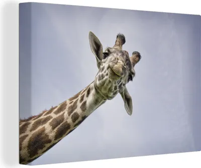 Produktbild von OneMillionCanvasses® - Leinwandbilder - 140x90 cm, Giraffe - Tier - Luft, Wandbilder Kunstdruck Wanddekoration