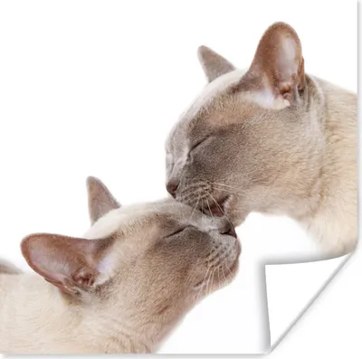 Produktbild von MuchoWow® Poster Zwei süße burmesische Katzen kuscheln 50x50 cm - Wohnzimmerdekoration