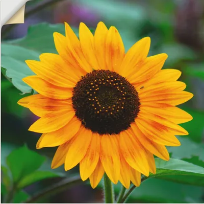 Produktbild von ARTland Wandbild, selbstklebend Sonnenblume Größe: 40x40 cm