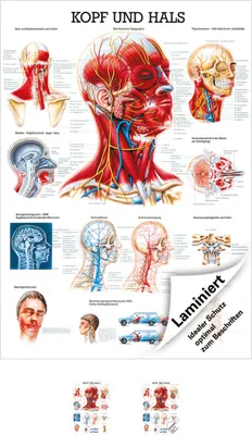 Produktbild von Kopf und Hals Lehrtafel Anatomie 100x70 cm medizinische Lehrmittel