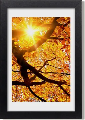 Produktbild von Bild 20x30 MDF-Rahmen, Wandkunst Herbstlicher Baum