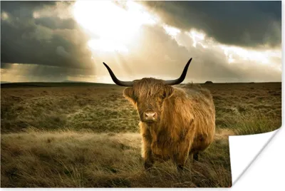 Produktbild von MuchoWow® Poster Schottisches Hochlandrind - Sonne - Tiere 30x20 cm - Plakate - Print