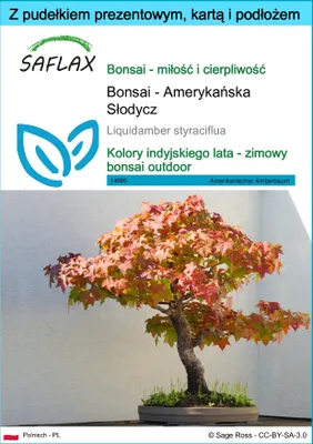 Zdjęcie produktu dla SAFLAX - Zestaw prezentowy - Bonsai - Amerykańska Słodycz - 100 Nasiona - Z pudełkiem upominkowym, etykietą wysyłkową, kartą podarunkową i podłożem uprawowym - Liquidamber styraciflua
