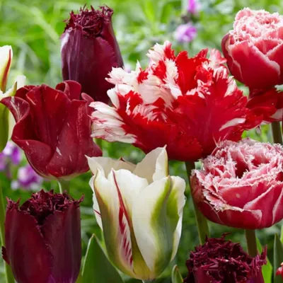 Imagen del producto de Bulbos de tulipán resistentes al invierno, perennes - Magic Fireworks - 20 bulbos - Plantas auténticas de Holanda - Tulipanes para jardín, macetas y balcón (bulbos grandes, no semillas, no artificiales)