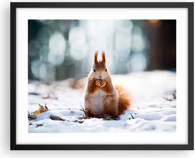 Produktbild von Gerahmtes Poster - Schwarzer Rahmen - Eichhörnchen Winter Schnee Essen - 50x40 cm - Wand Bild - Wanddeko - Wandbilder - Wandposter - Bilderrahmen - Bilder - Kunstdruck - Wandbild - P2BAA50x40-2798