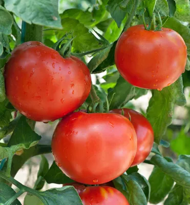 Produktbild von Tomate ´FANTASIO F1´ Cont. 0,5 l