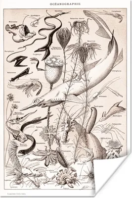 Produktbild von MuchoWow® Poster Tiere - Meerestiere - Schwarz - Weiß 80x120 cm - Papierdruck