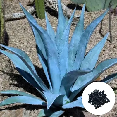 Image de Graines d'Agave Americana - Lot de 5 - Graines exotiques - Robuste - Agave américain bleu - Toliman Blue