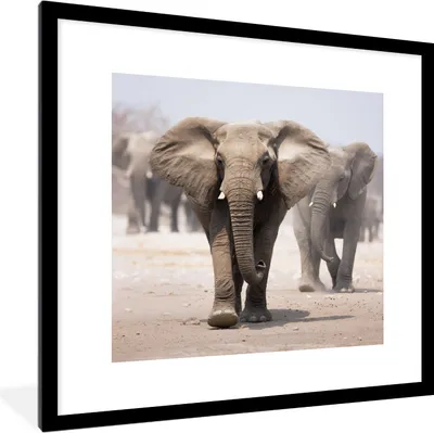 Produktbild von MuchoWow® MuchoWow® Gerahmtes Poster Elefant - Beine - Stoff 40x40 cm - Poster mit zchwarzem Bilderrahmen - Poster - Plakat im Rahmen