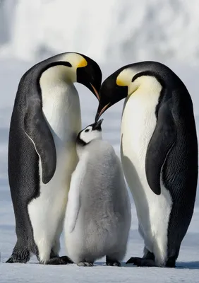 Produktbild von 3 D Ansichtskarte Kaiserpinguin Familie, Postkarte Wackelkarte Hologrammkarte, Tier Pinguine