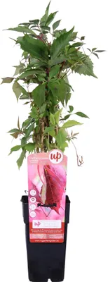 Produktbild von Parthenocissus Q. Var. 'Engelmannii' - ↨65Cm - Ø15