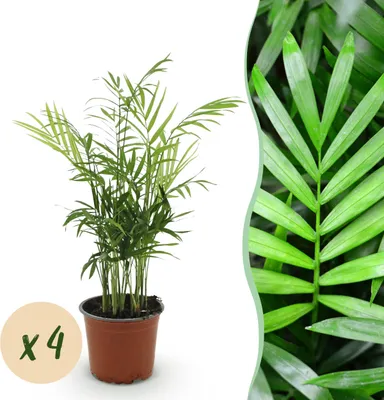 Zdjęcie produktu dla Chamaedorea elegans - Złota palma - Przyjazny dla zwierząt - Zielony - 4 rośliny - 35-40cm - Ø12cm - Roślina doniczkowa - Zimozielony