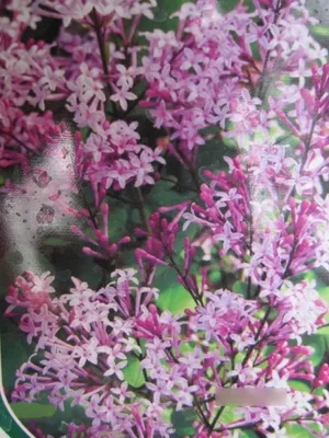 Produktbild von Syringa meyeri Red Pixie - Zwergflieder Red Pixie - 40-60
