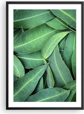 Produktbild von Gerahmtes Poster - Schwarzer Rahmen - Blätter Eukalyptus Natur - 50x70 cm - Wand Bild - Wanddeko - Wandbilder - Kunstposter - Wandposter - Bilderrahmen - Bilder - Kunstdruck - P2BPA50x70-4933