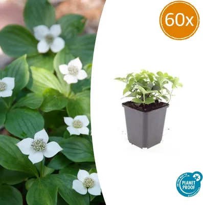 Immagine prodotto di Cornus canadensis | 60 piante - 10-25cm - Ø9cm - Pianta da giardino