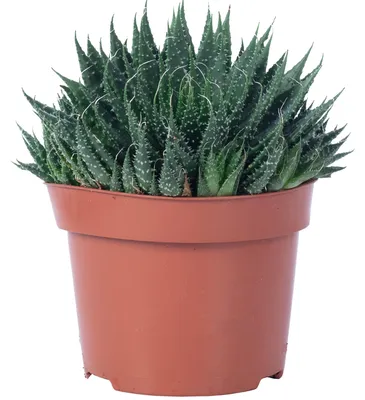 Produktbild von Aloe - pflegeleichte Zimmerpflanze, Aloe aristata 'magic rocks' - Höhe ca. 20 cm, Topf-Ø 12 cm