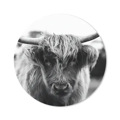 Produktbild von MuchoWow® Mauspad Mousepad Schottischer Highlander - Kuh - Gras - Tiere - Natur 20x20 cm - Mousepads - Maus Mat - Pad - Mausunterlage - Schreibtischmatte