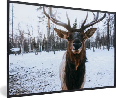 Produktbild von MuchoWow® MuchoWow® Gerahmtes Poster Rotwild - Schnee - Nase 60x40 cm - Poster mit zchwarzem Bilderrahmen - Printing - Wanddeko Schlafzimmer