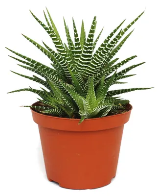 Produktbild von Haworthia fasciata "Big Band" - Pflanze im 10,5cm Topf