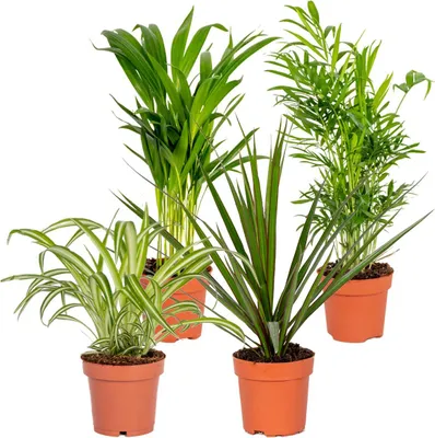Zdjęcie produktu dla Bloomique - Mix 4 - Mieszanka oczyszczająca powietrze - Dracena - Dypsis - Chamaedorea - Chlorophytum - Rośliny doniczkowe - Wysokość 20-40 cm - Doniczka 12 cm