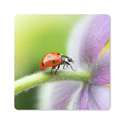 Produktbild von MuchoWow® Mauspad Mousepad Marienkäfer auf einer Blume 20x20 cm - Mousepads - Maus Mat - Pad - Mausunterlage - Desk Mat - Bureauartikeln