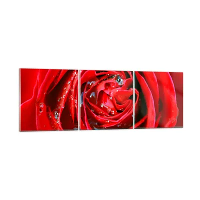 Produktbild von Bilder auf glas - Rose Blume Blütenblätter Tau - 150x50cm - Glasbilder - Wandbilder - Kunstdruck - zum Aufhängen bereit - Wanddekoration aus Glas - Glas Bilder - Wandbild auf Glas - GCA150x50-1518